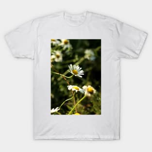 Chamomile T-Shirt